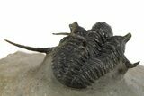 Beautiful Spiny Cyphaspis Trilobite - Morocco #312260-4